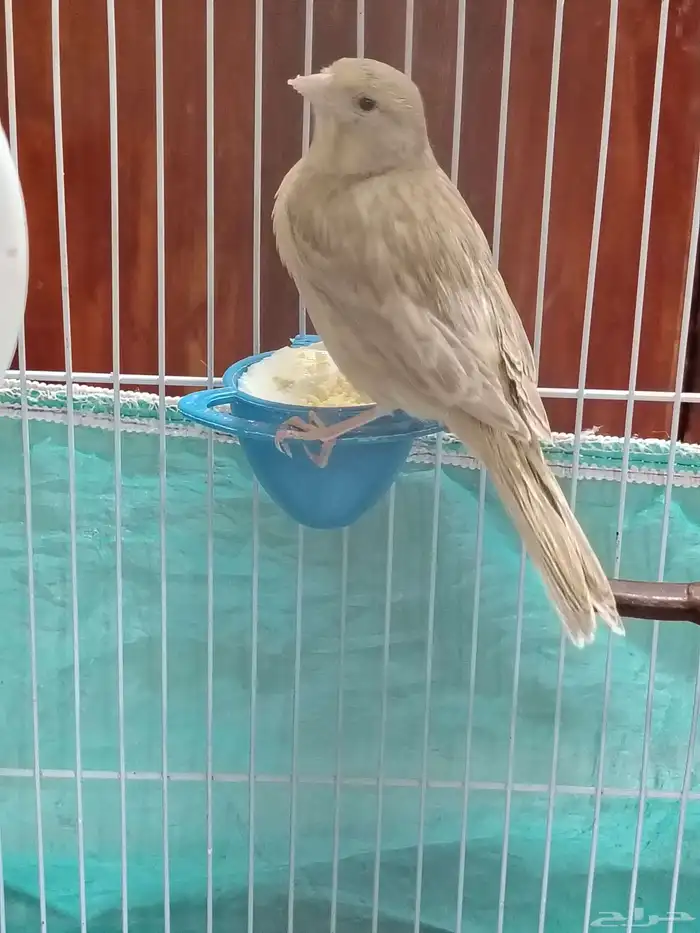 أنثى كناري 2