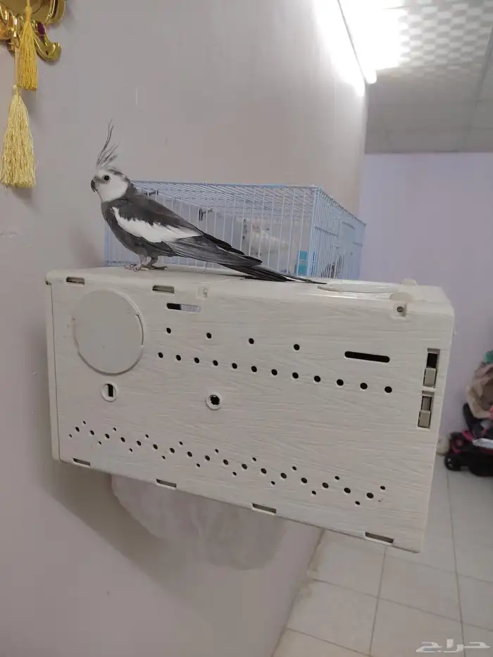 جوز كروان هولندي اليف جدا واذكر عنده نغمات كثيره على اسوم 4