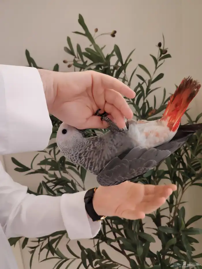 كاسكو فرخ فيه طفره حب رمان ((تم البيع)) 6