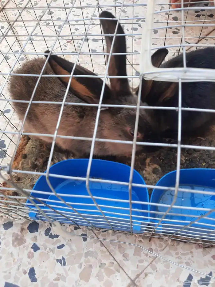 أرانب سوريات جوز 0