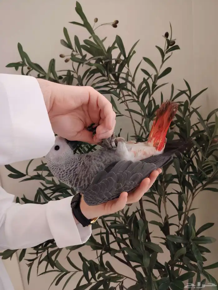 كاسكو فرخ فيه طفره حب رمان ((تم البيع)) 1