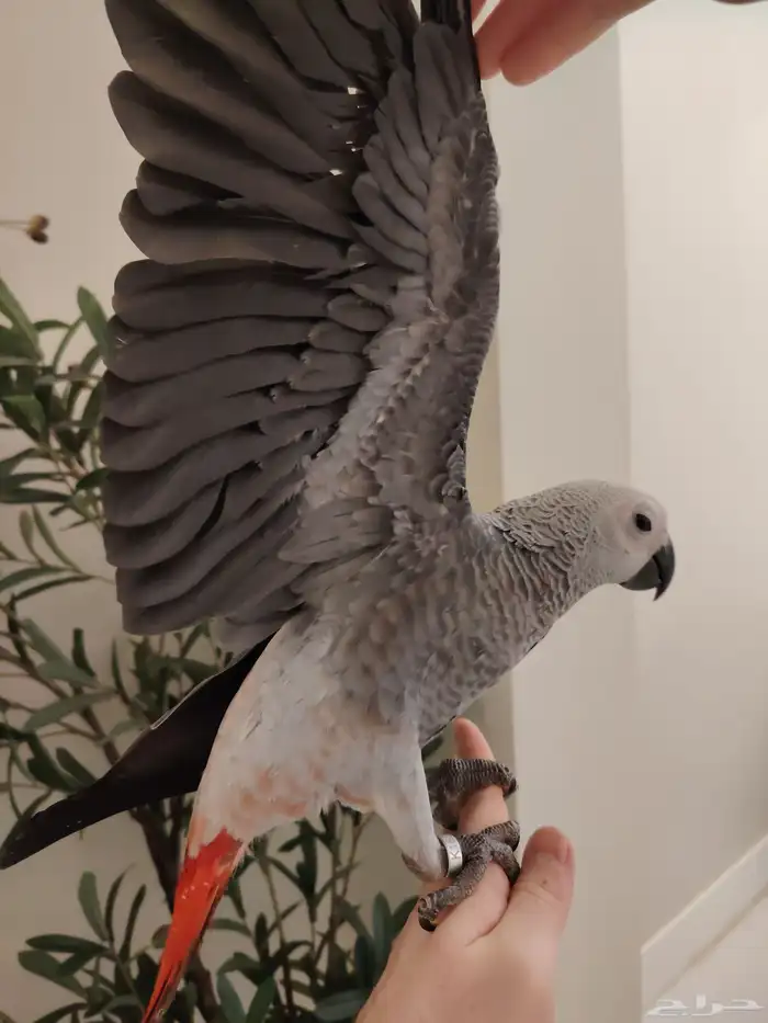 كاسكو فرخ فيه طفره حب رمان ((تم البيع)) 0