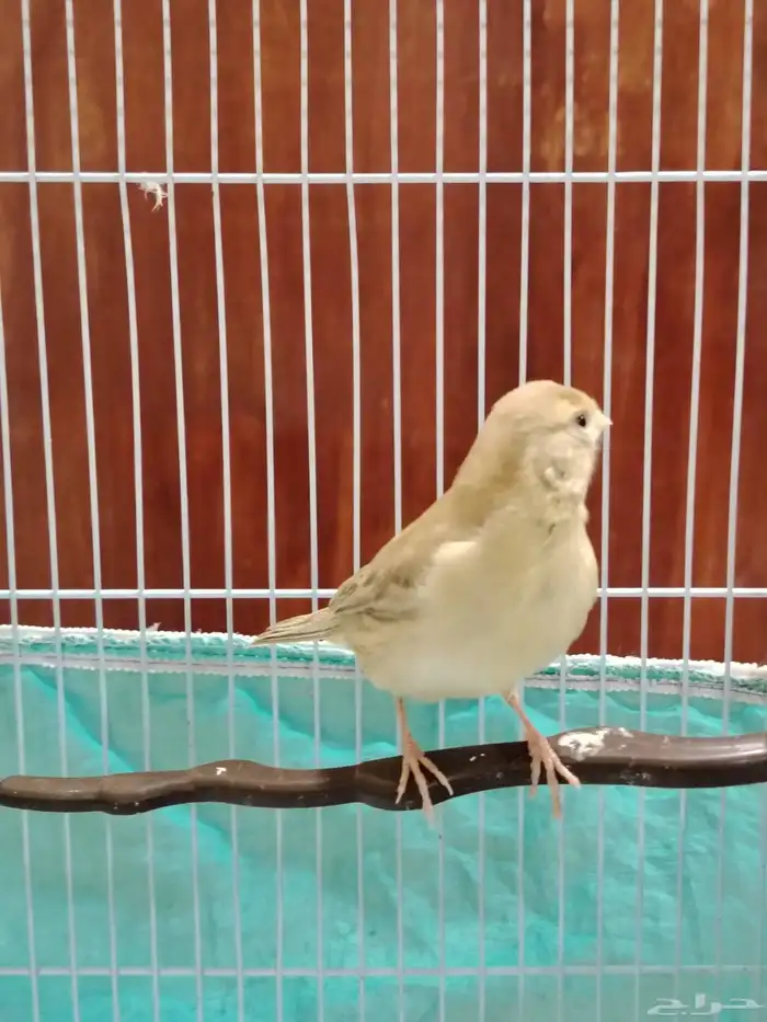 أنثى كناري 9