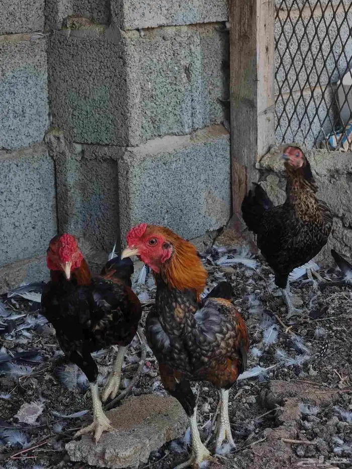 زوجين دجاج قزم (كوشامو ) 6