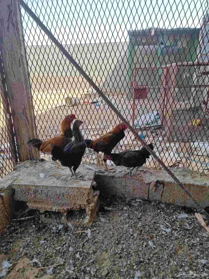 زوجين دجاج قزم (كوشامو ) 0