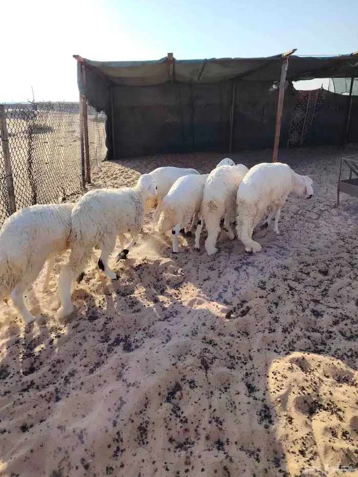 سواكن فل الفل مرباه في البر 6