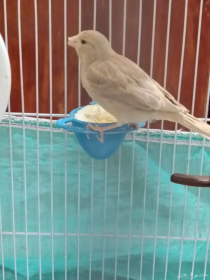 أنثى كناري 3