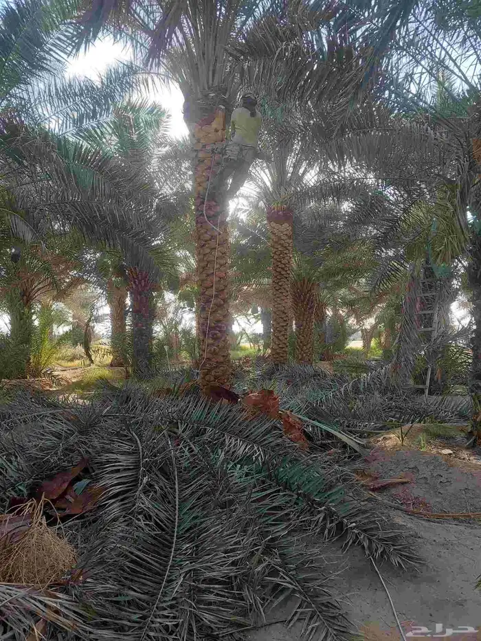 نخل تكريب هلال من اربعه متر الا خمسه متر 2