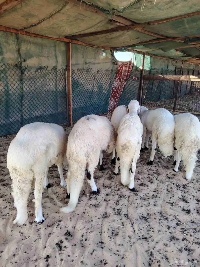 سواكن فل الفل مرباه في البر 0