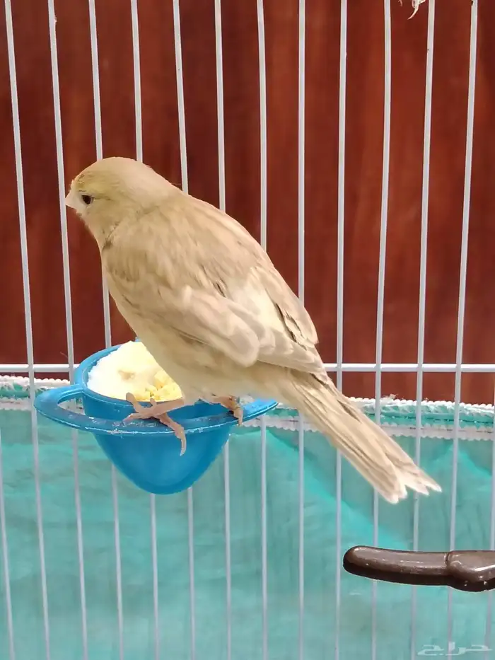 أنثى كناري 0