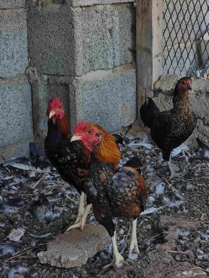 زوجين دجاج قزم (كوشامو ) 5