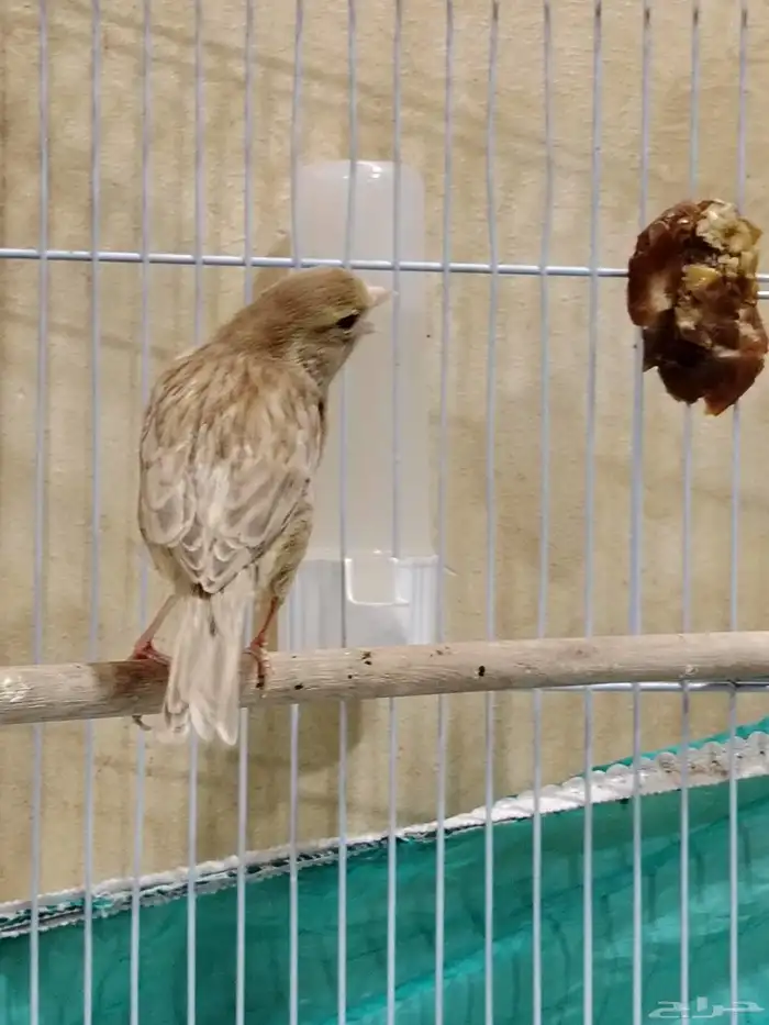 أنثى كناري 11