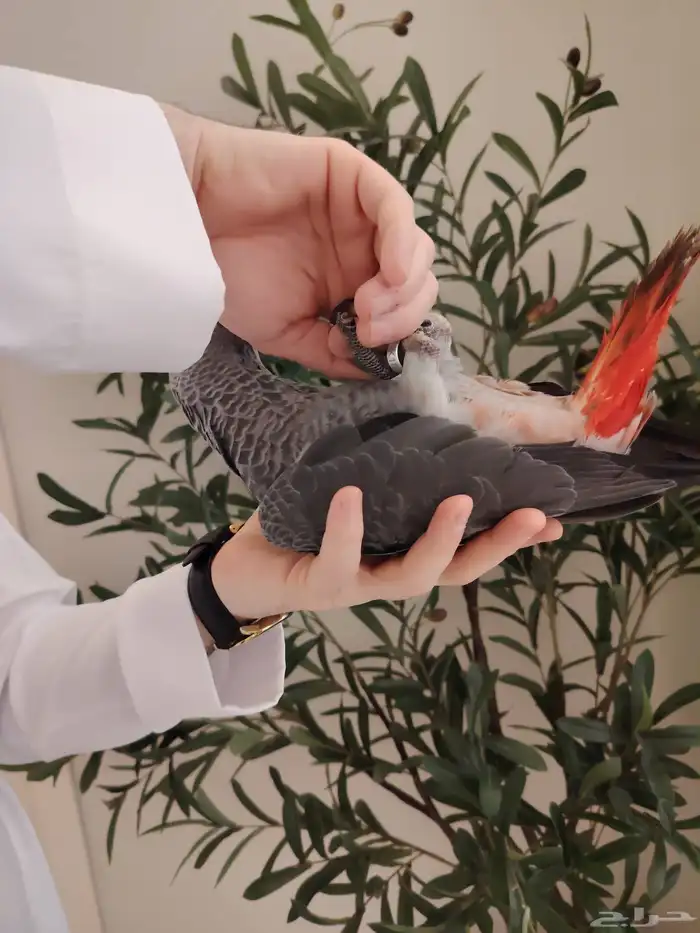 كاسكو فرخ فيه طفره حب رمان ((تم البيع)) 4