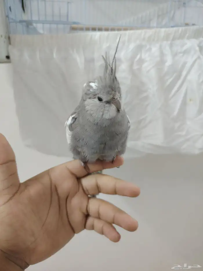 جوز كروان هولندي اليف جدا واذكر عنده نغمات كثيره على اسوم 3