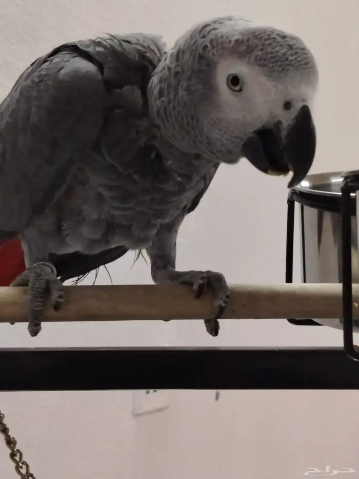 كاسكو اليف وهادي جدا و متكلم عمره سنه ونص للجاد على اسوم 3