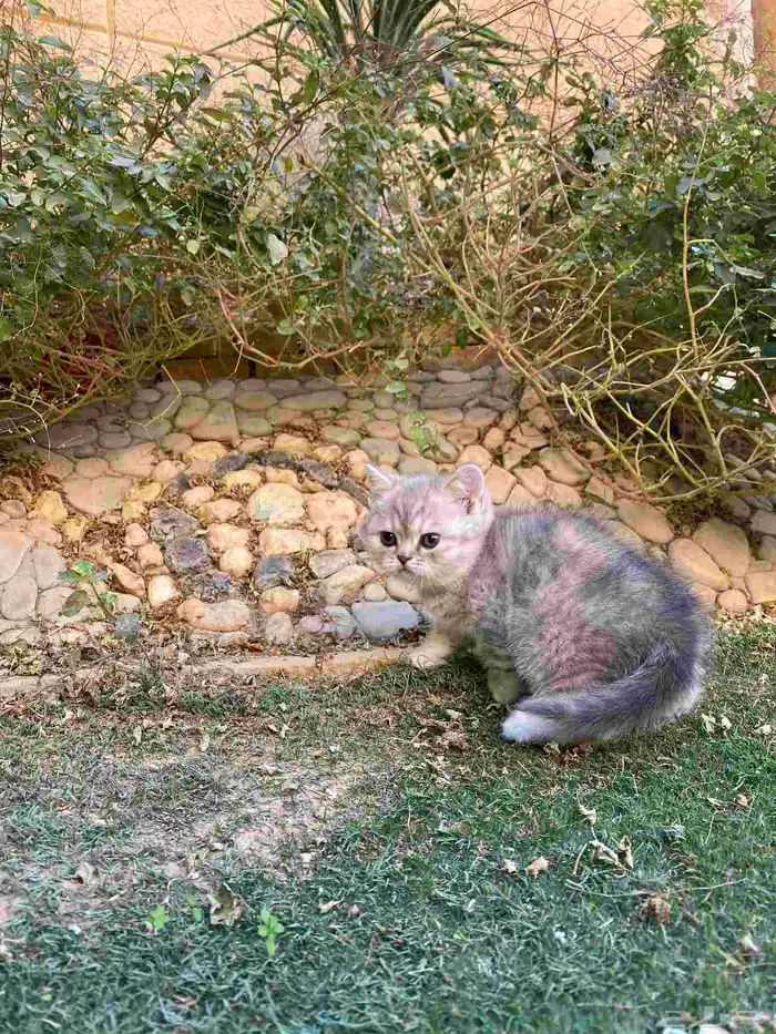 سكوتش فولد بيور مطعمين مدربين للبيع ولايوجد تبني 6