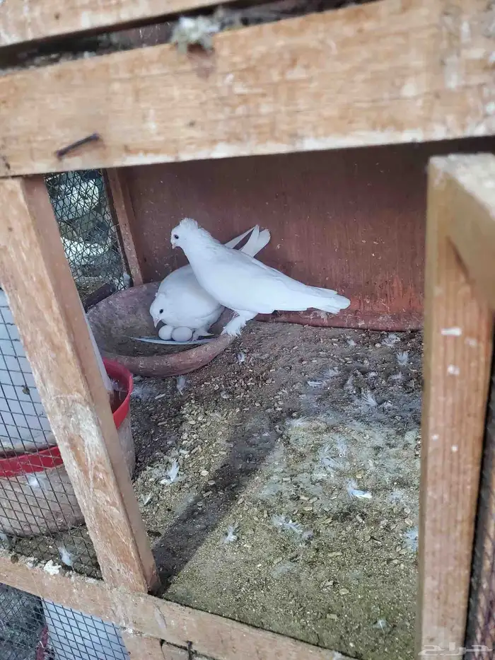 حمام صنعاني 1