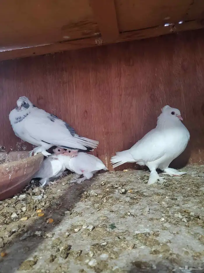 حمام صنعاني 0