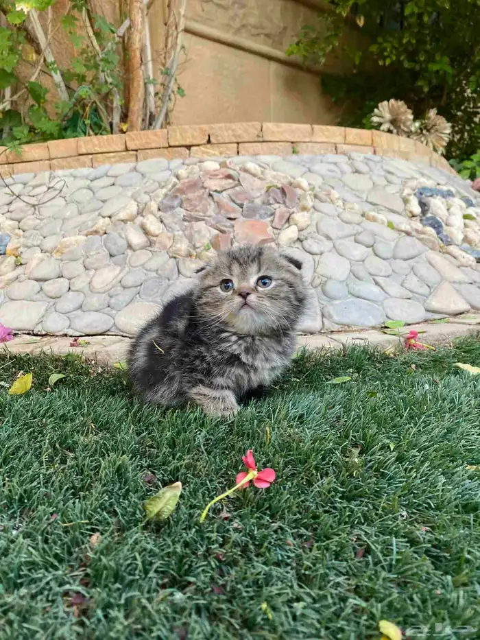 سكوتش فولد بيور مطعمين مدربين للبيع ولايوجد تبني 10