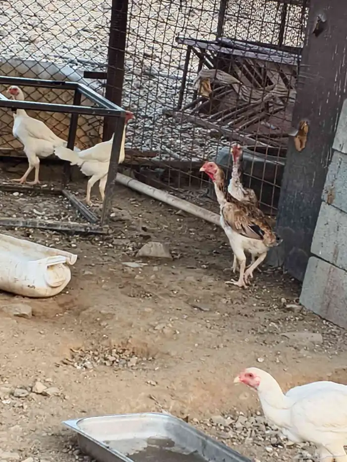 دجاج شامو علي سندي 5