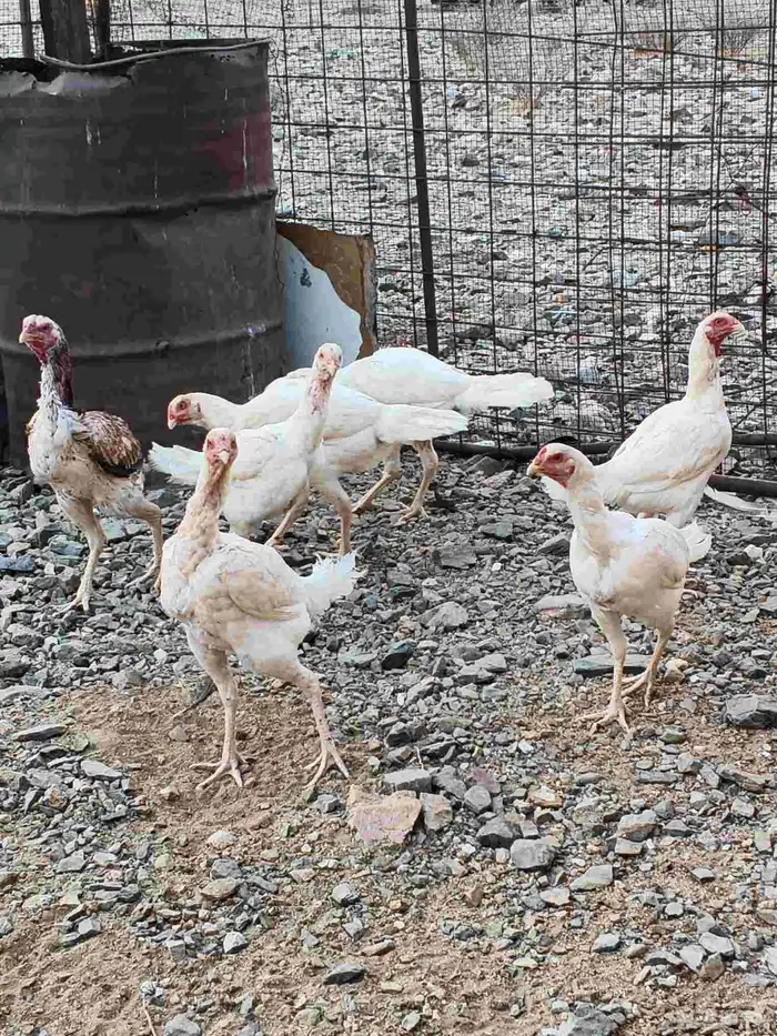 دجاج شامو علي سندي 3