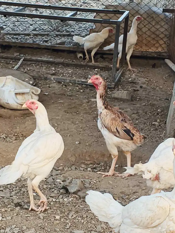 دجاج شامو علي سندي 4