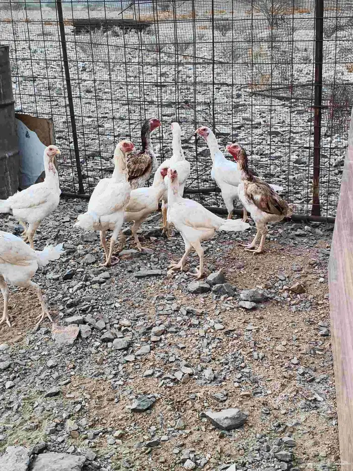 دجاج شامو علي سندي 2