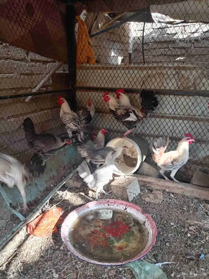 دجاج تم البيع 8