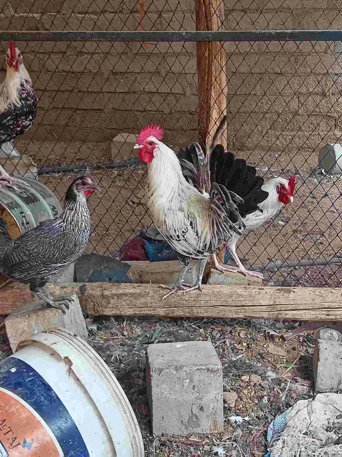 دجاج تم البيع 0