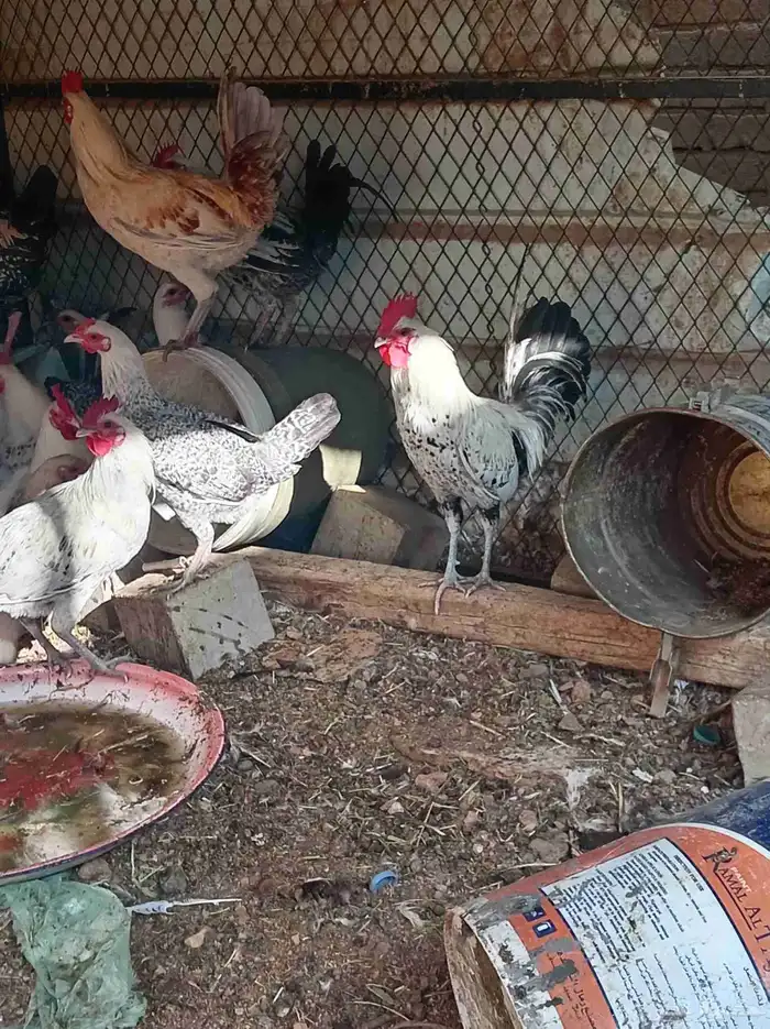 دجاج تم البيع 7