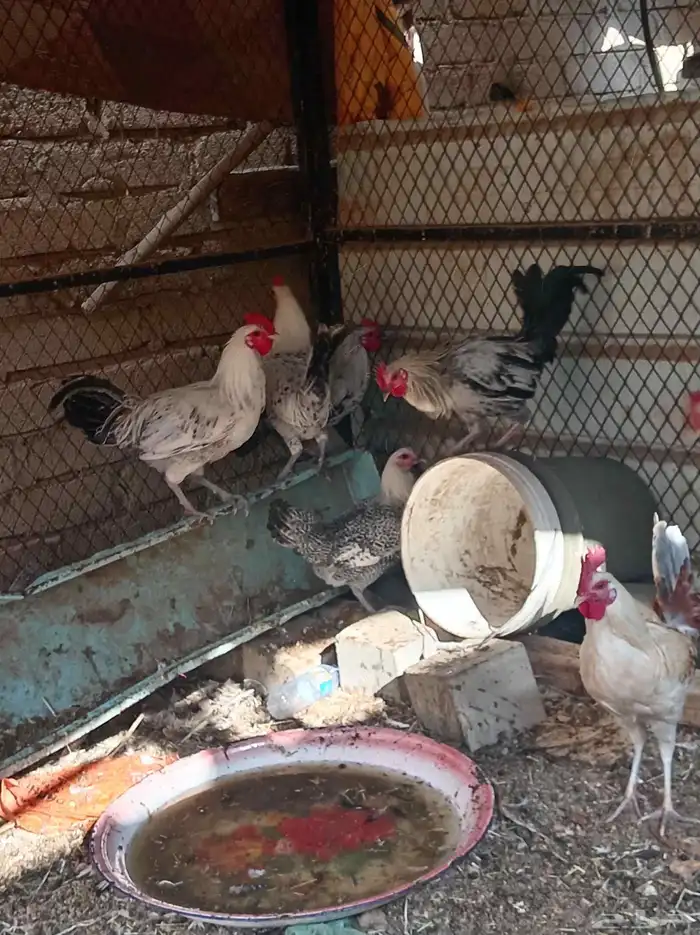 دجاج تم البيع 3