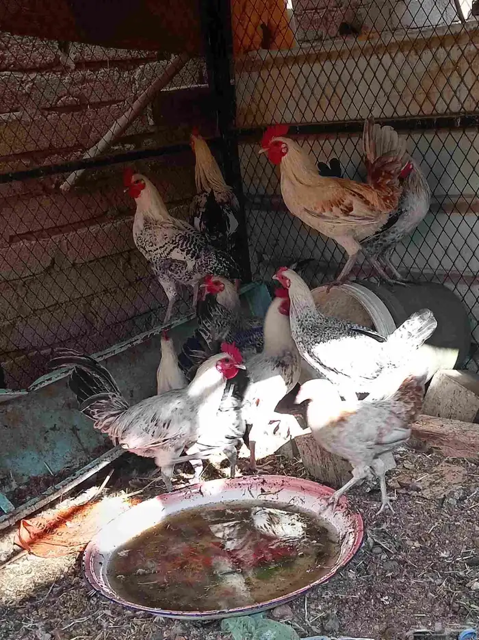 دجاج تم البيع 5
