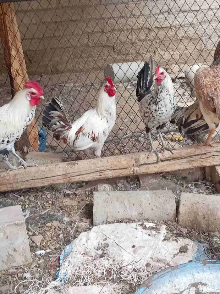 دجاج تم البيع 2