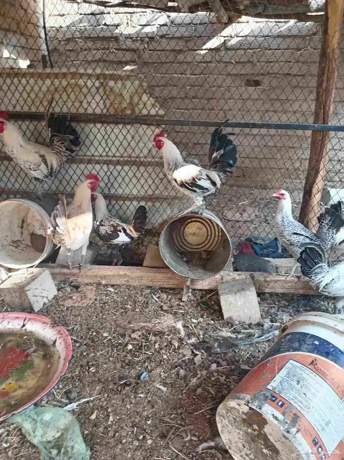 دجاج تم البيع 9