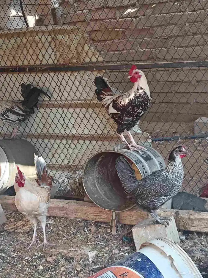 دجاج تم البيع 1