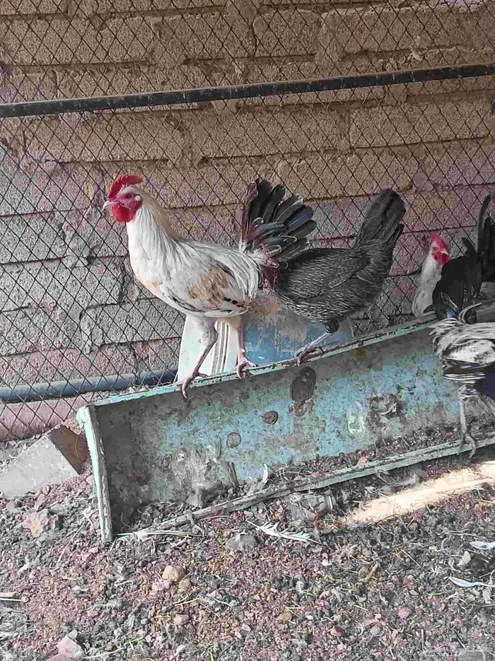 دجاج تم البيع 6