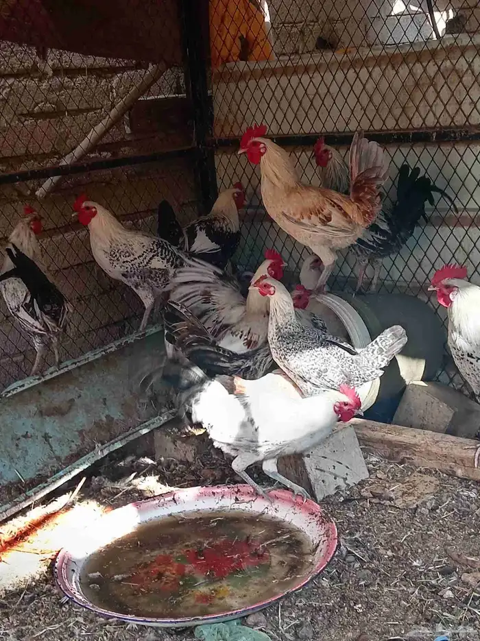 دجاج تم البيع 4