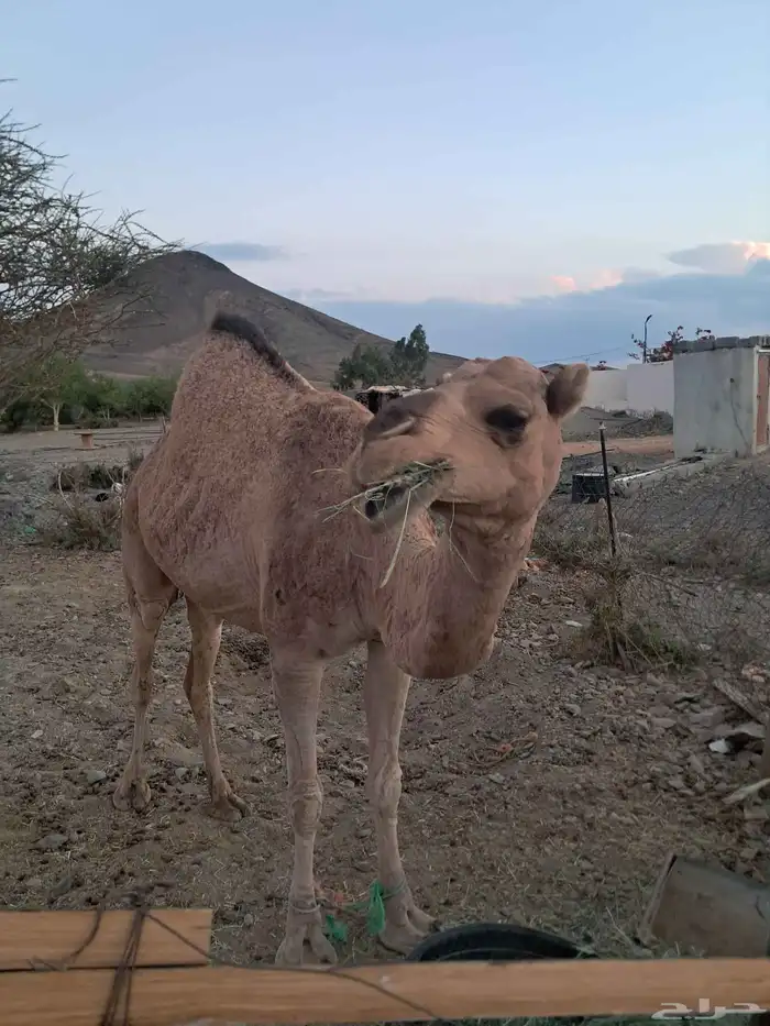 ناقه نصوف فل شحم ضربها الفحل بس مدري لقحت ولا باقي 2