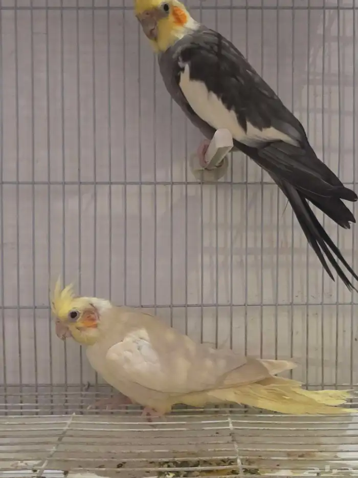 كراون المنتج شرط 1