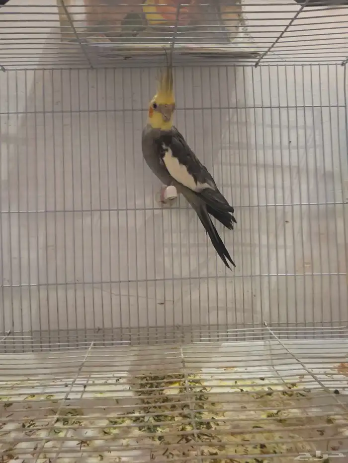 كراون المنتج شرط 0