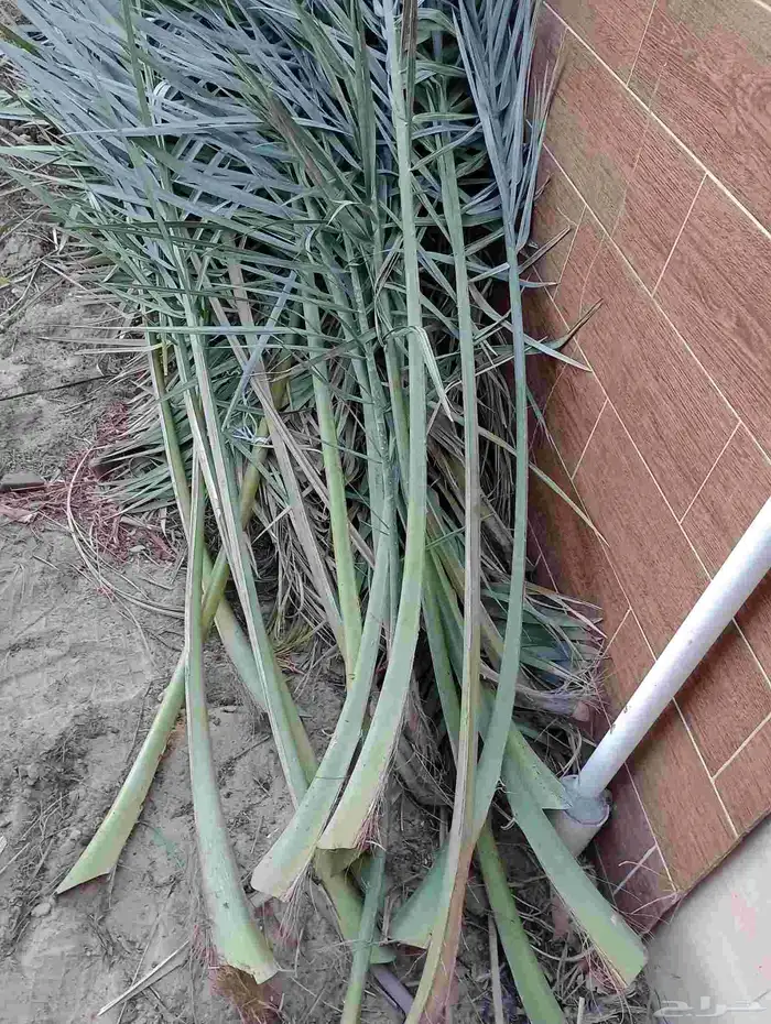 سعف نخيل للبيع 0