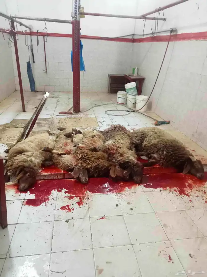 مطلوب مسلخ للايجار 1