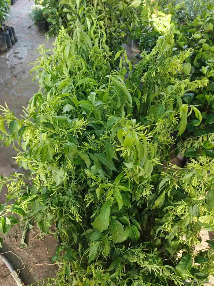 مشاتل تنسيق الحد ائق 9