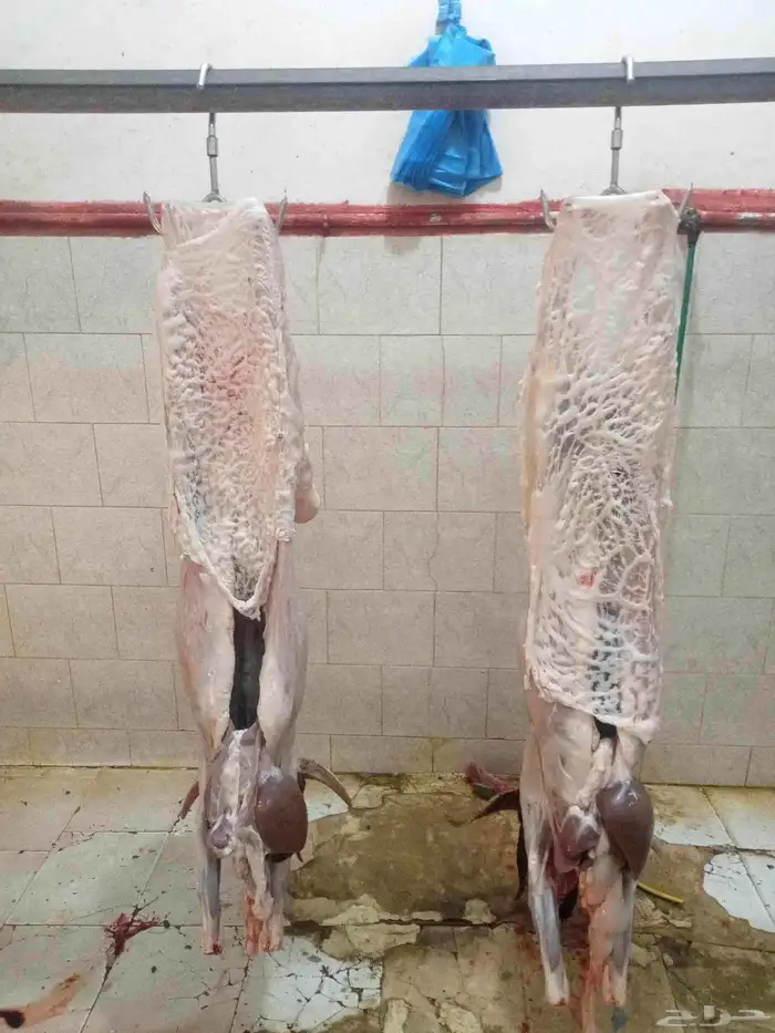 مطلوب مسلخ للايجار 2