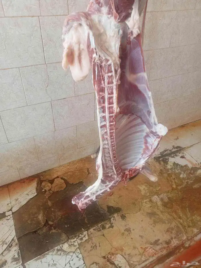 مطلوب مسلخ للايجار 3