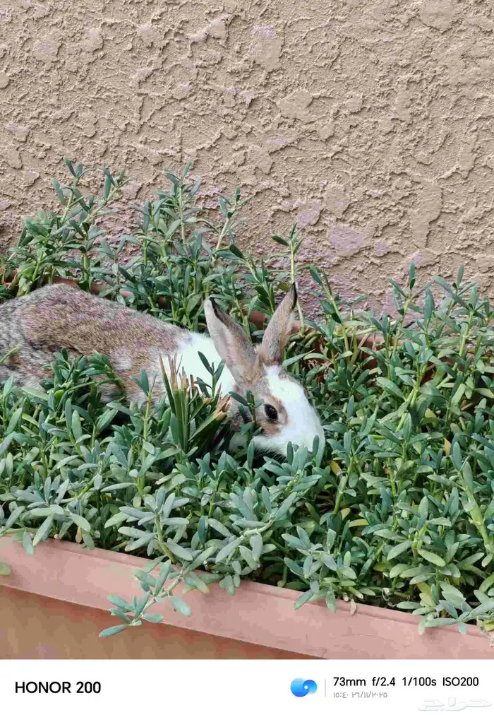 أرنب بلدي أنثى كبيره 0