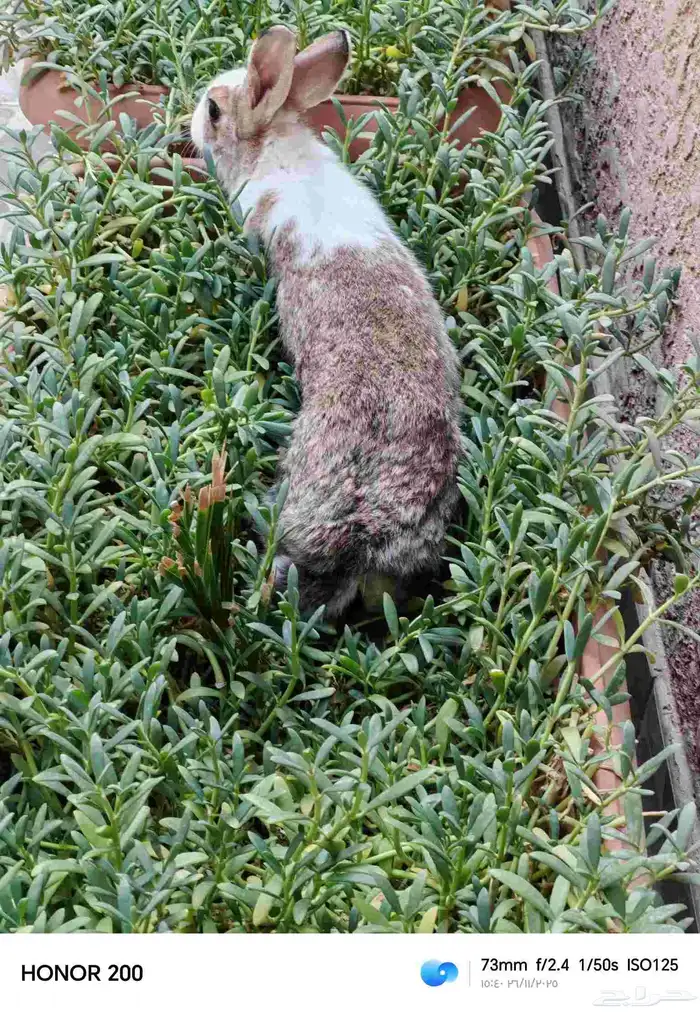 أرنب بلدي أنثى كبيره 4