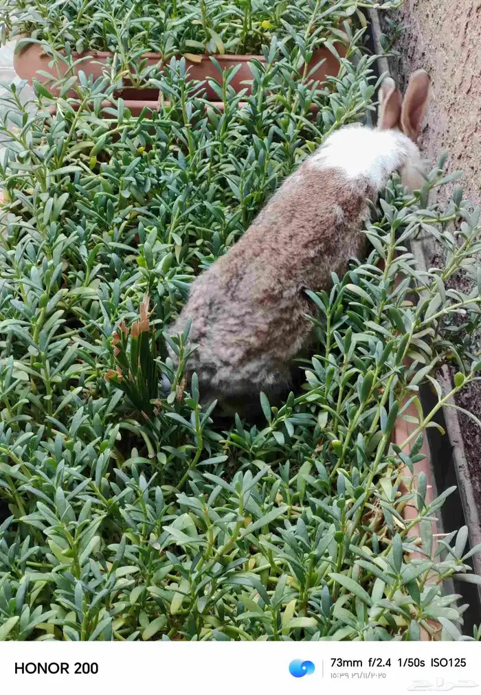 أرنب بلدي أنثى كبيره 3