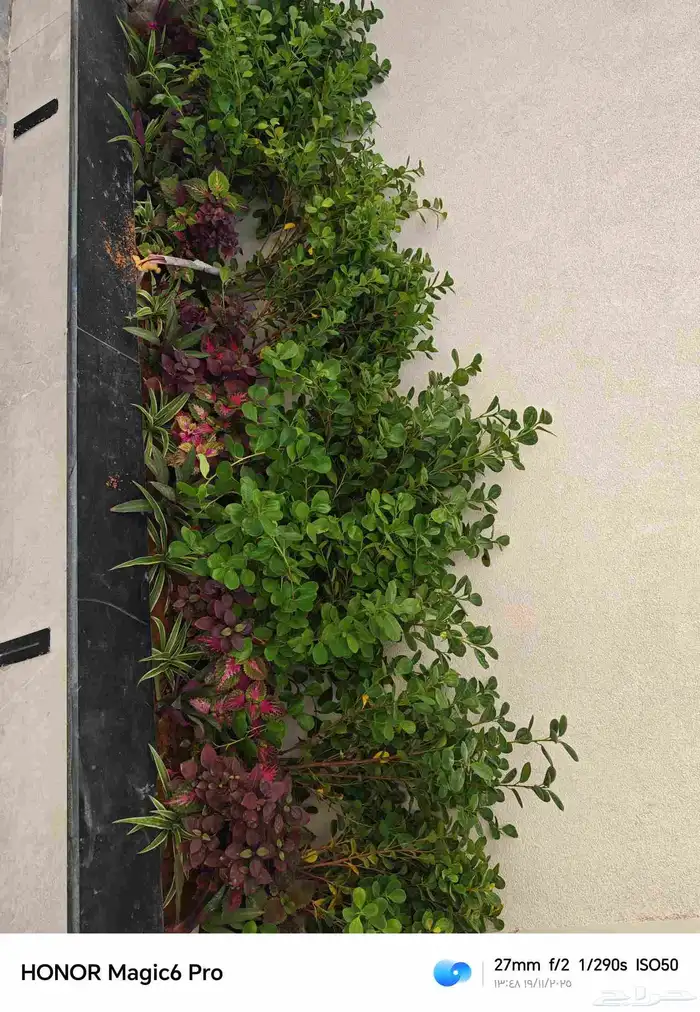 الزراعة الثيل الطبيعي وتركيب شبكات الري العادي والاتوماتيك 1