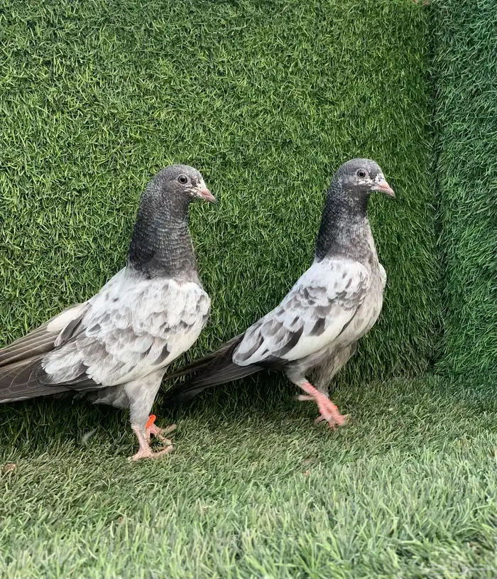 طبات تيديات Top تم البيع 0